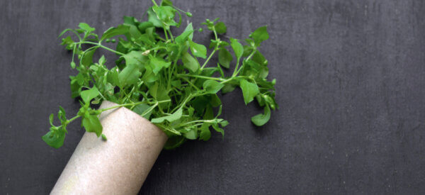 Tarmsundhed handler om den rette balance i floraen