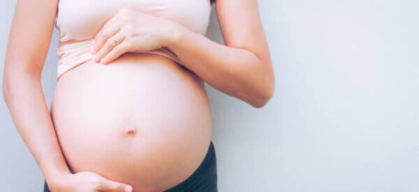gravid